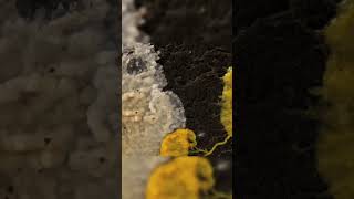 Slime molds Intelligent organisms that surprise us [upl. by Alikee61]