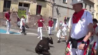 VAQUILLAS ENSOGADAS 2024  FIESTAS DEL ANGEL  TERUEL [upl. by Lynnett570]