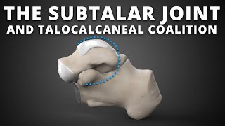 The subtalar joint and talocalcaneal coalition [upl. by Eiggep]