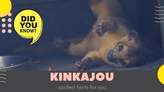 kinkajou facts  quothoney bearquot facts  Native to Central and South America [upl. by Jablon]