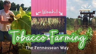 Tobacco Farming in Tennessee Robertson County [upl. by Mikaela945]