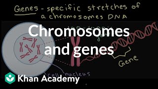 Chromosomes and genes  Inheritance and variation  Middle school biology  Khan Academy [upl. by Annay751]