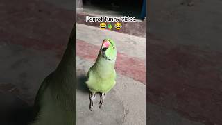 Funny parrot video 😂🦜😱shorts funnyparrot funnyvideo funny funnycomedy mithubeta viralvideo [upl. by Faxan]