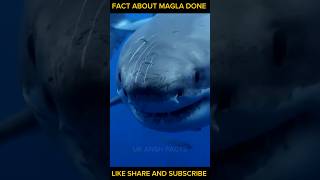 Fact About Magla Done ll factshorts facts factshindi UkAnshFactsv1x [upl. by Kelwunn]