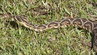 Crucera  Bothrops alternatus [upl. by Noel]