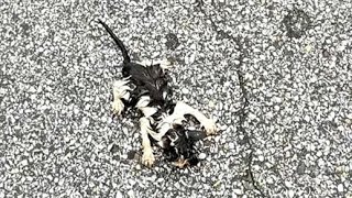 Stray Little Kitten Stiff On The Ground After Being Picked Up Restart Life [upl. by Ellga134]