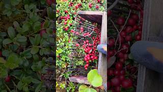 my special tools for picking berries harvesting cranberry lingonberry berryfarm blueberry [upl. by Alaek]