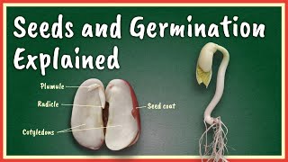 Seeds and Germination Explained [upl. by Luca671]