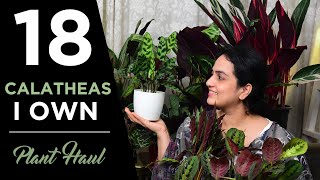 18 varieties of Calatheas I own  Plant Haul  Indoor gardening Calatheas Goeppertias [upl. by Eatnad473]