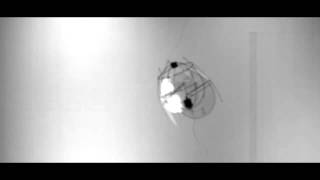 Mini Flying Robot Hovers Like Jellyfish  Video [upl. by Chaddy697]