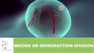 MEIOSIS OR REPRODUCTION DIVISION  PART 02 [upl. by Mel]