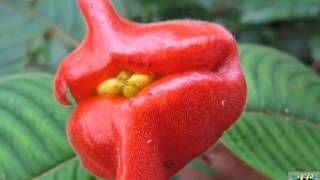 Psychotria Elata or Flower Lips  The Kissable Flower [upl. by Aij373]