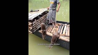 Sensasi Berbeda Nelayan Berburu Ikan dengan Otter shortvideo berburu nelayan [upl. by Miksen]