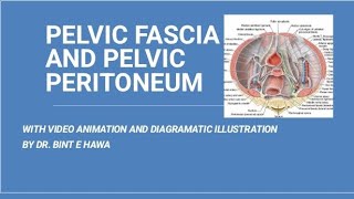 PELVIC FASCIA AND PELVIC PERITONEUM GROSS ANATOMY [upl. by Ahsatin]