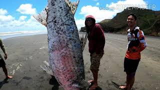 karioitahi beach fishing using netsa tabing dagatWaiuku south auckland [upl. by Davidson]