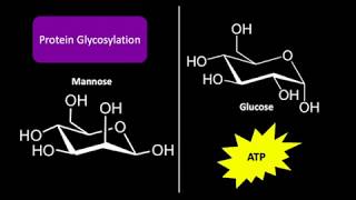 Mannose Metabolism [upl. by Isolda119]