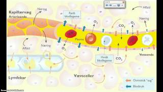 ilt og vand transport i kapillær [upl. by Goldenberg]