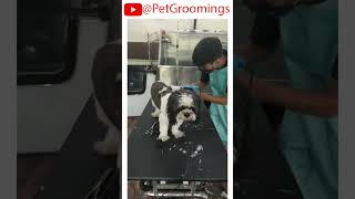 CUTEST Shih Tzu Grooming Transformation pets doggroominglife dogbreed puppy groominglife [upl. by Nalak585]