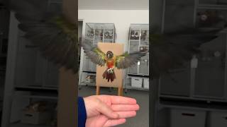 Green Cheek Conure Slow Mo Flying parrots [upl. by Laufer]