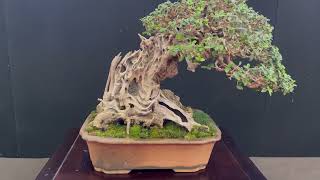 MOSTRA BONSAI PASSIONE GIAPPONE A BOLOGNA [upl. by Aglo]