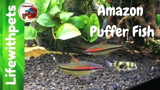 Amazon puffer fish Updates and Feeding [upl. by Aivatan]