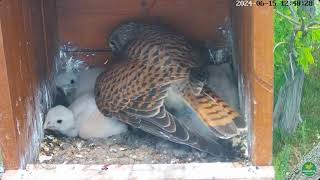 day 12  Common Kestrels 2024 [upl. by Aicilehp248]