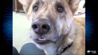 Talking Dog New Viral Video Sensation ABC [upl. by Abernon]