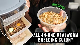 The BEST Setup For A Breeding Colony  MEALWORM UNBOXING amp SETTING UP [upl. by Crissie]