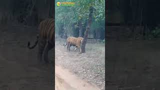 Chhota Bheem Tiger of Bandhavgarh Tiger Reserve wildlifesafari Bandhavgarh National Park wildlife [upl. by Acassej76]