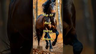 Expert Horse Trainer Reveals TOP 10 Best Horse Breeds [upl. by Buschi]