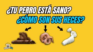 Conocer estado de Salud de tu Perro a Través de sus Heces [upl. by Misa]