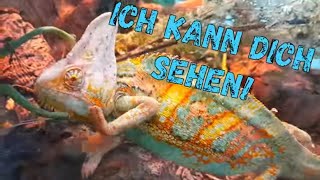 Geburtstagsvideo mit lustigen Tierbildern [upl. by Tigges]