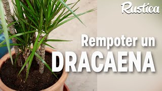 Rempoter un dracaena [upl. by Zobe]