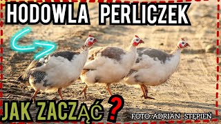 Hodowla perliczek  jak zacząć [upl. by Lytton310]