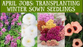 APRIL Gardening jobs Transplanting winter sown seedlings Achillea chrysanthemum flax scabious [upl. by Nileuqaj]