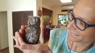 Scops owl for a day שעיר מצוי [upl. by Akered]