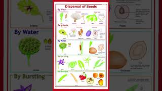 Dispersal of Seeds seeds dispersion biologyscience biology seed [upl. by Filler]