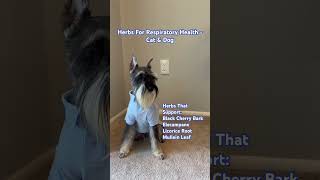 Herbs For Respiratory Health  Cat amp Dog [upl. by Reffotsirhc]