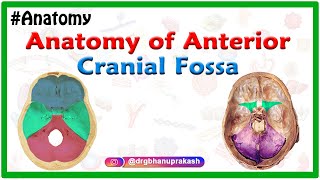 Anatomy of Anterior cranial Fossa [upl. by Ardiekal659]