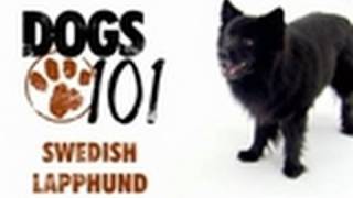 Dogs 101  Swedish Lapphund [upl. by Cecile]