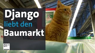 Django  der BaumarktKater aus Starnberg  BR24 [upl. by Dulla]