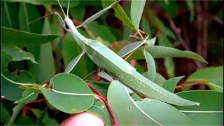 Phasmid  Giant Stick Insect  Leaf Insect  Tropidoderus childrenii [upl. by Silyhp290]