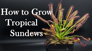 Growing Carnivorous Plants E4 Tropical Sundews [upl. by Ahsirtal]