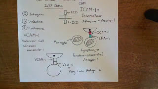 Cell Adhesion Molecules Part 2 [upl. by Areek]