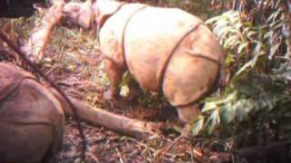 Critically Endangered Javan Rhinos and Calves Captured on Video [upl. by Tikna474]