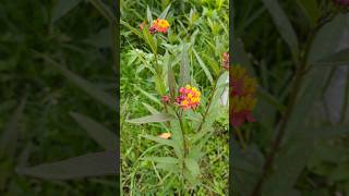 Asclepias curassavica [upl. by Ayalat]