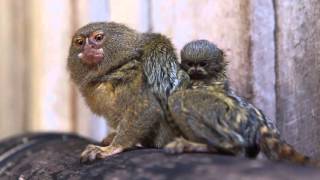 Worlds smallest monkey gives birth to worlds cutest babies [upl. by Auqinahs]