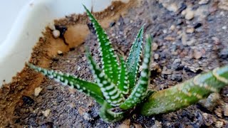 Haworthia propagation by leaves 15 years update [upl. by Ahsienad]