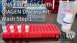 DNA Extraction with QIAGEN DNeasy Kit Wash Step 1 [upl. by Ailes]