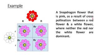 INCOMPLETE DOMINANCE  EXAMPLES OF INCOMPLETE DOMINANCE [upl. by Ynatirb]